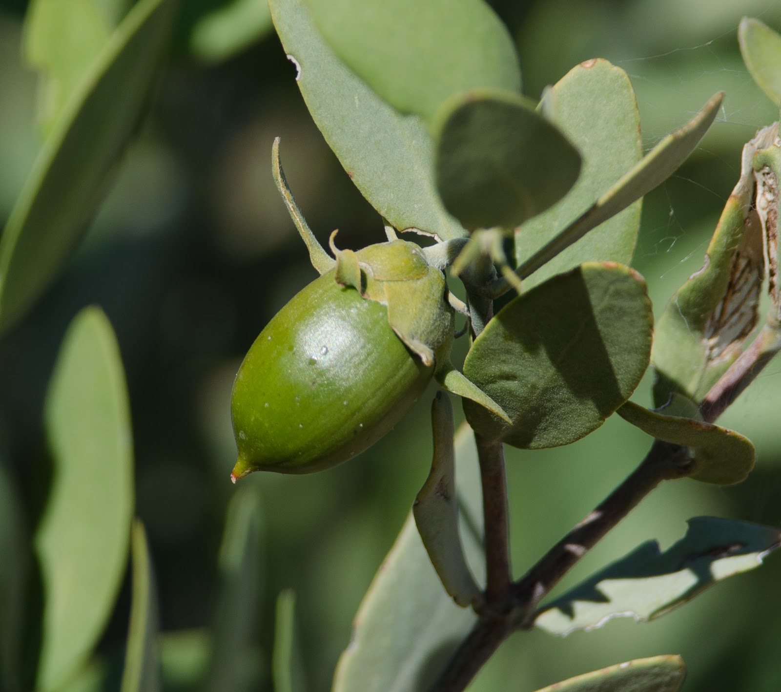 Is jojoba a tree nut, Simmondsia chinensis, Jojoba or Goatnut Tree seed x3